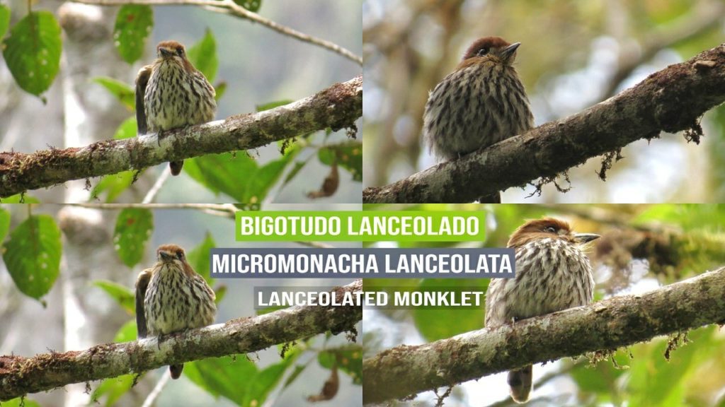 Micromonacha lanceolata - Buco lanceolado