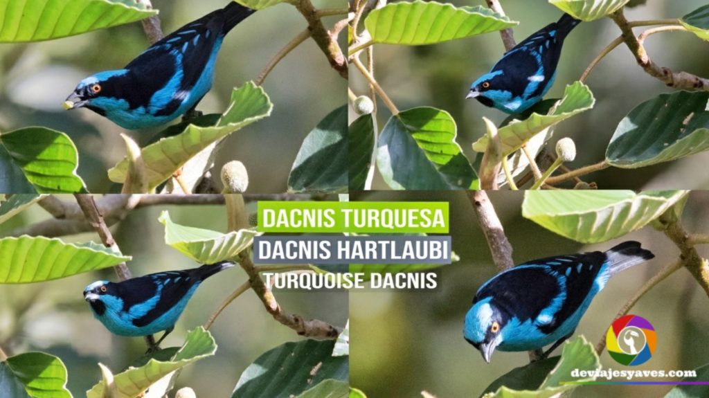 Dacnis hartlaubi