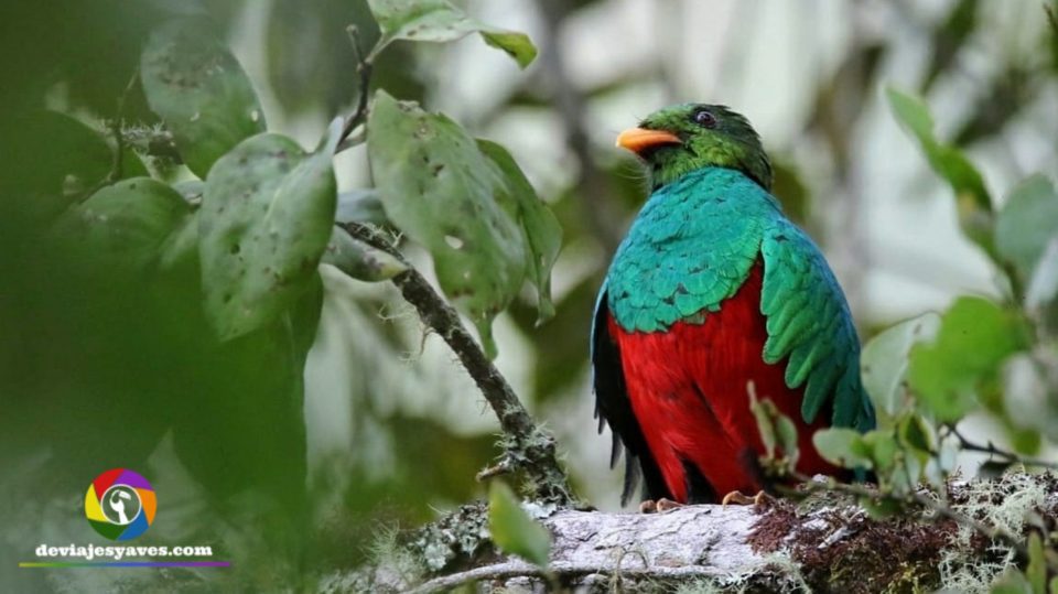 Quetzal cabecidorado (Pharomachrus auriceps)