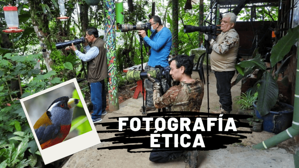 guia de fotografía ética de aves