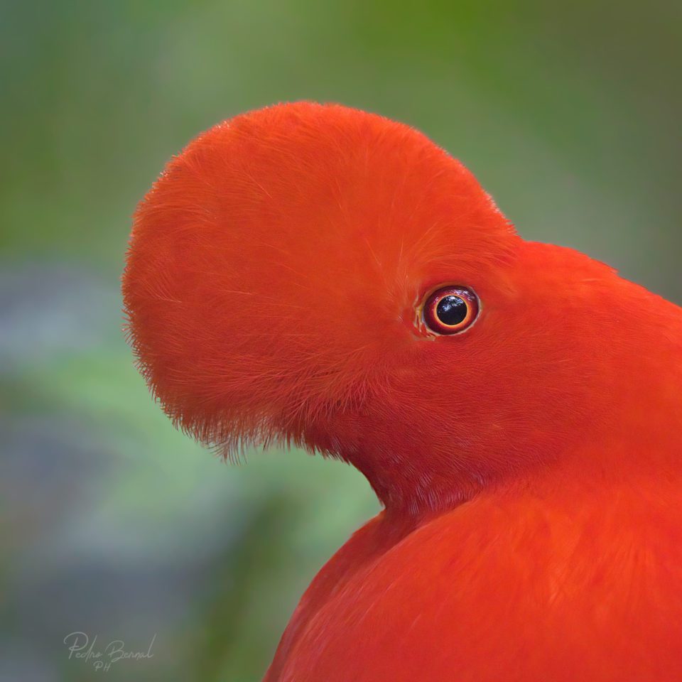 gallito de las rocas